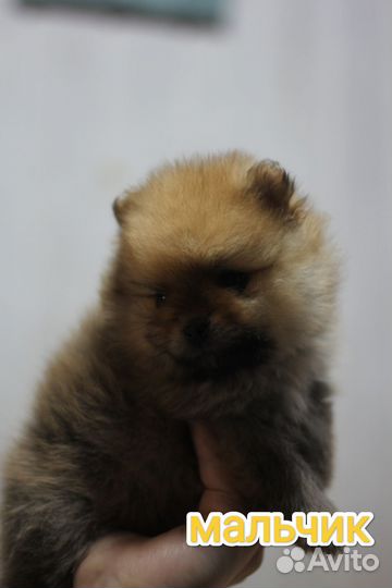 Щенки шпица