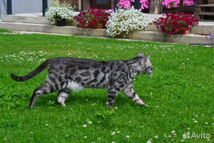 Бенгальские котята