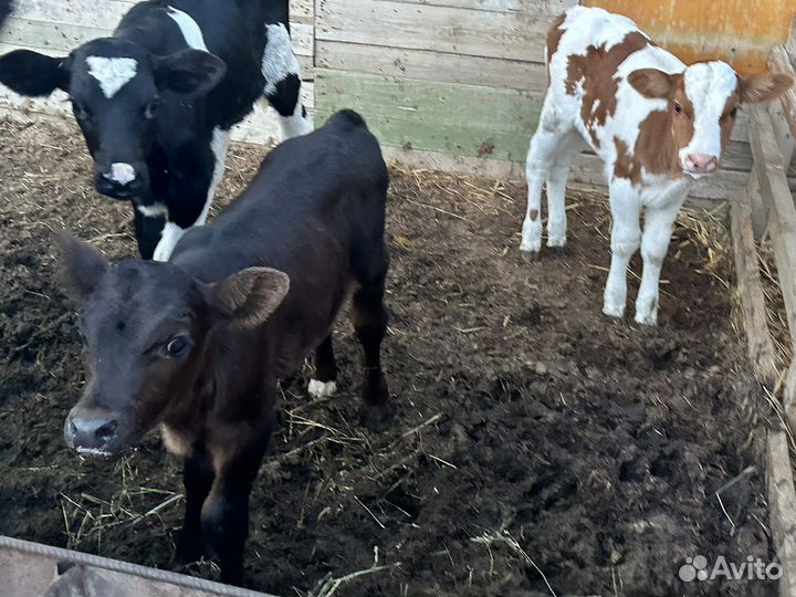 Коровы дойные телята