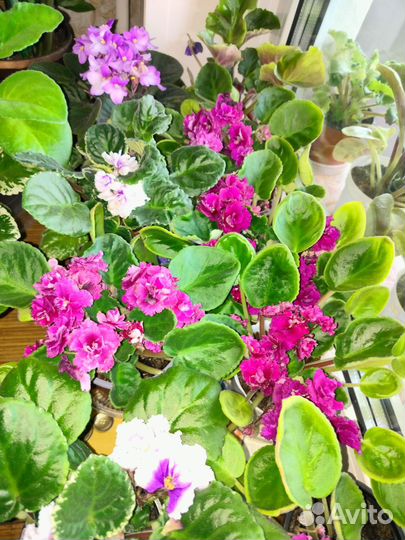 Продам фиалки