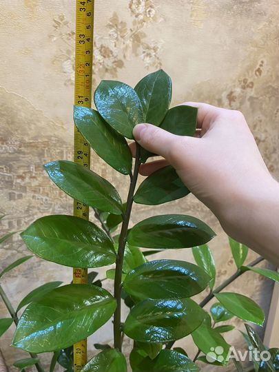 Замиокулькас