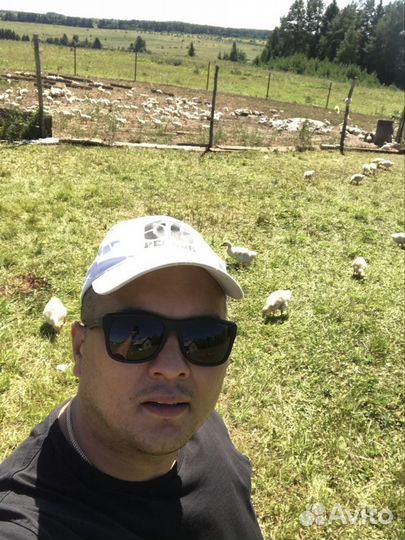 Гусь вяленый оптом