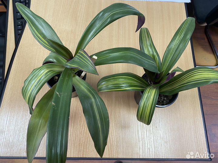 Традесканция рео