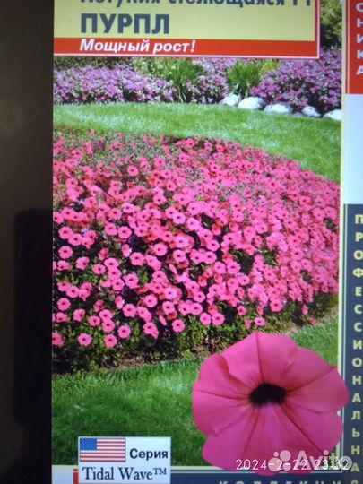 Петуния тайдал вейв ампельная