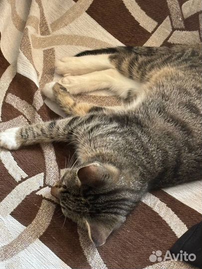 Отдам котенка в добрые руки