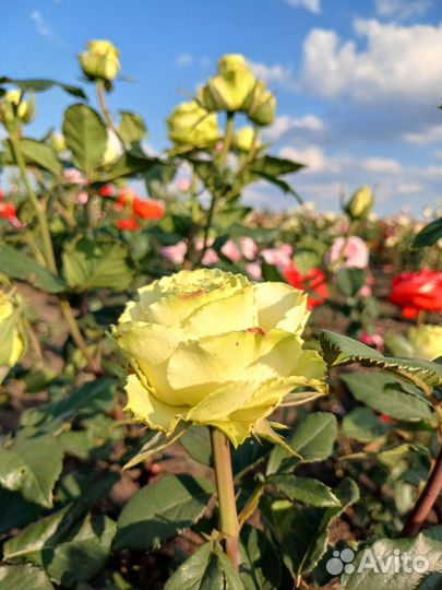 Саженцы роз оптом