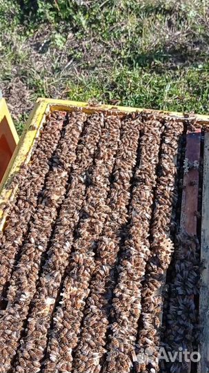 Продам пчелосемьи