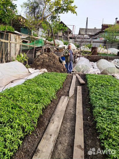 Рассада помидор