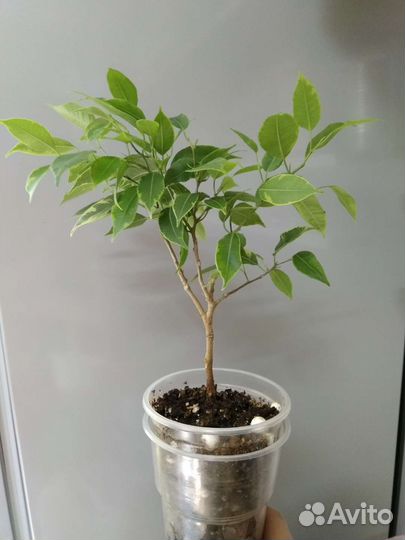 Фикус мелколистный