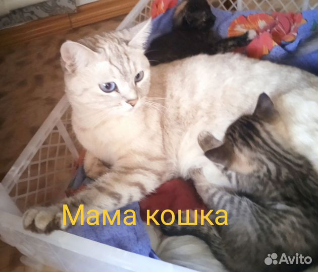 Котята