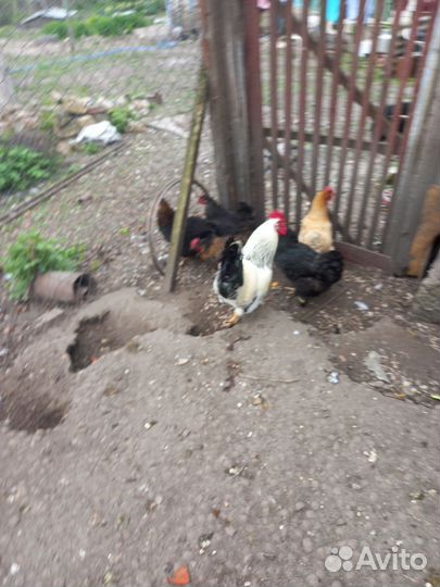 Птицы домашние куры