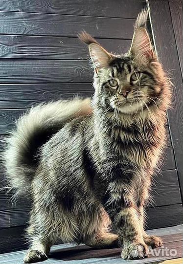 Кошки мейн-кун