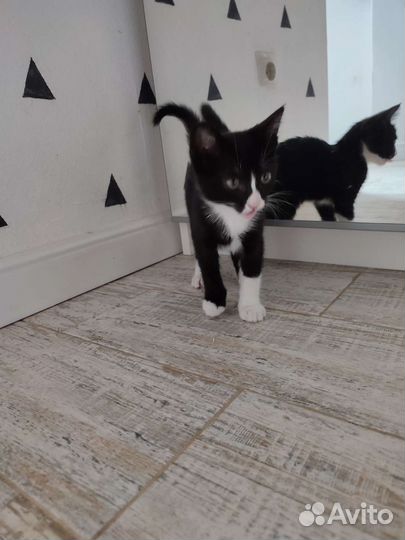 Котëнок Марта