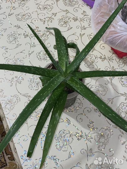 Алоэ вера растение
