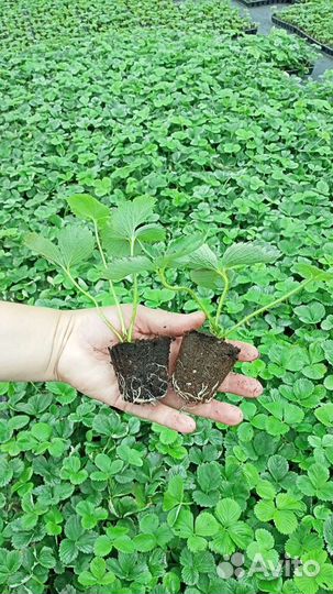 Рассада ремонтантной клубники