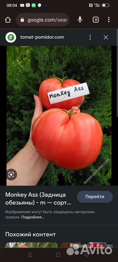 Продам семена редких экзотических томатов