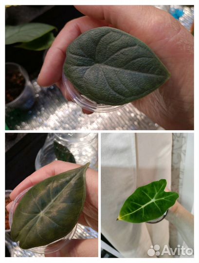 Алоказии из личной коллекции