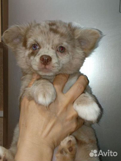 Щенок чихуахуа девочка