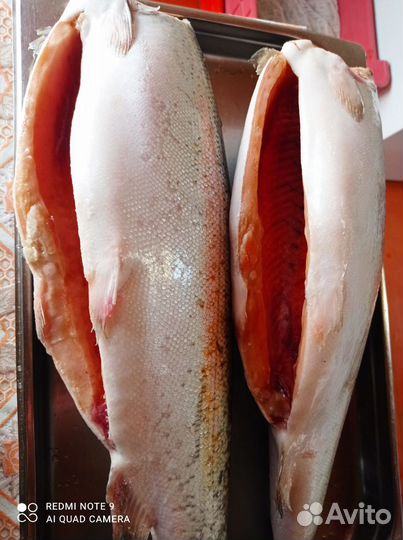 Рыбы морская и речная, морепродукты