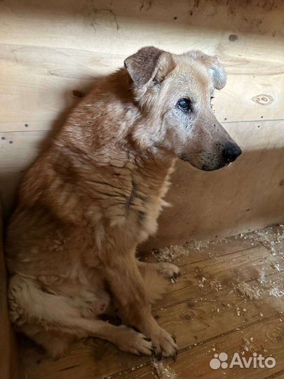 Златан ищет любовь среди людей