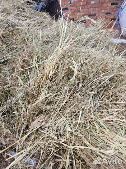 Продам сено в рулонах