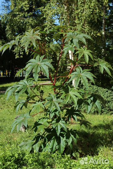 Клещевина обыкновенная, семена