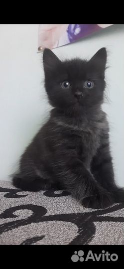 Черный котенок
