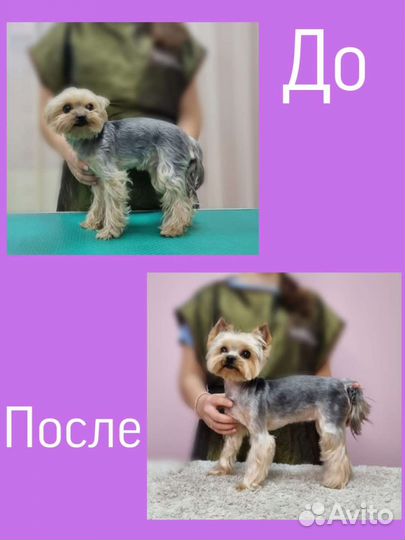 Стрижка собак и кошек, груминг