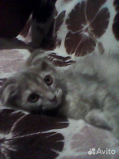 Котята помесь мен-кун в дар