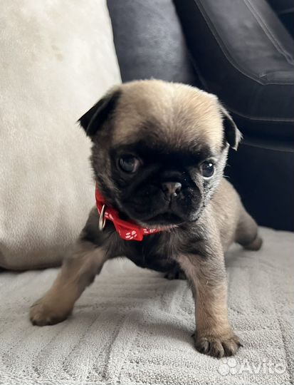 Продажа щенков мопс