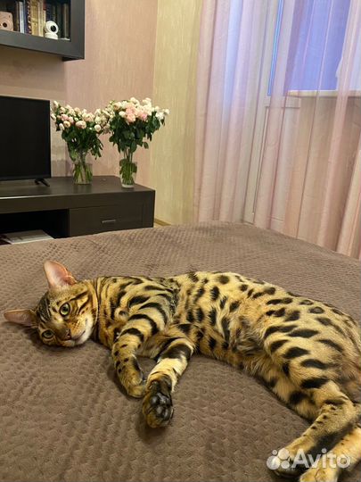 Бенгальская