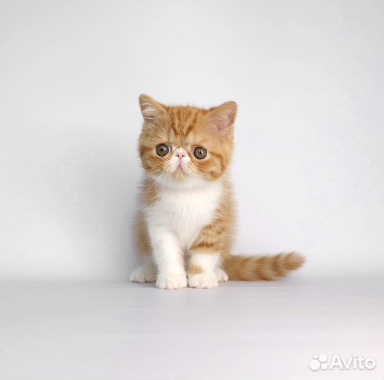 Экзотическая девочка 2 мес