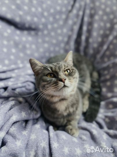 Малышка кошка ищет дом