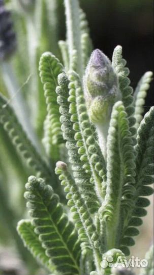 Лаванда зубчатая