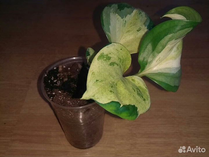 Сциндапсус нджой, марбл куин, Хэппи лиф