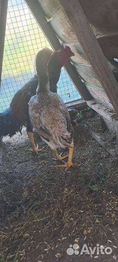 Бойцовские курицы привезено из узбекистана
