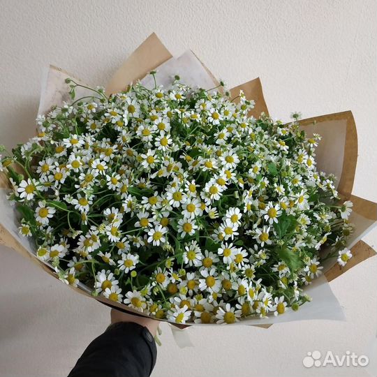 Цветы ромашки. Букеты ромашек. Ромашки. Цветы