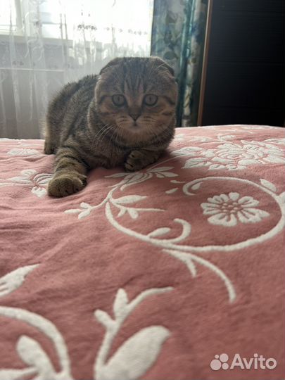 Шотландская шиншилла