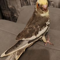 Попугай корелла птенец