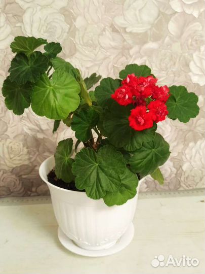 Комнатные цветы