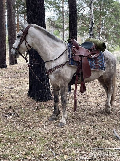 Продам кобылу