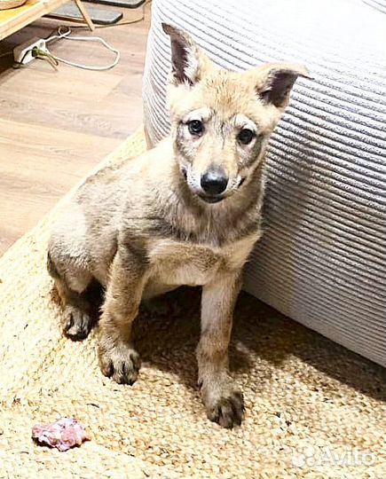 Щенки волкособа