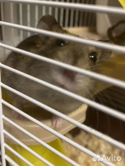 Джунгарский хомяк