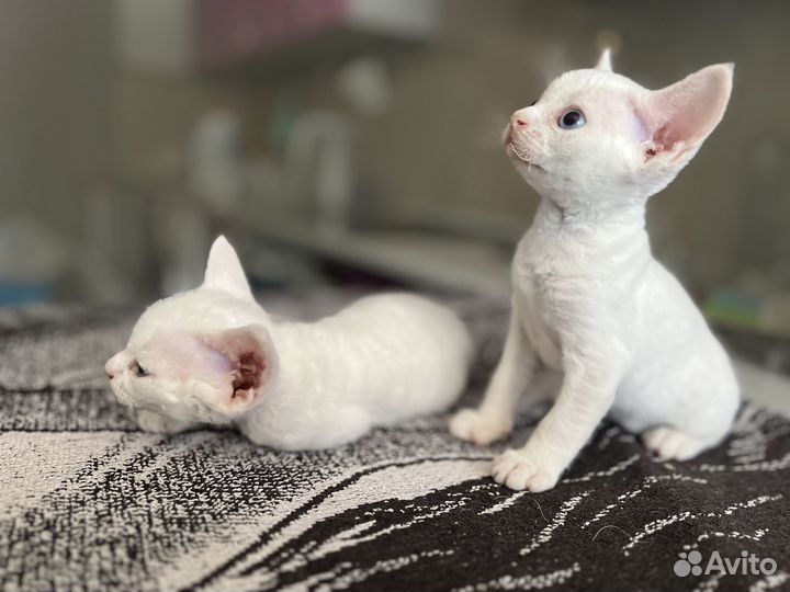 Котенок девон-рекс