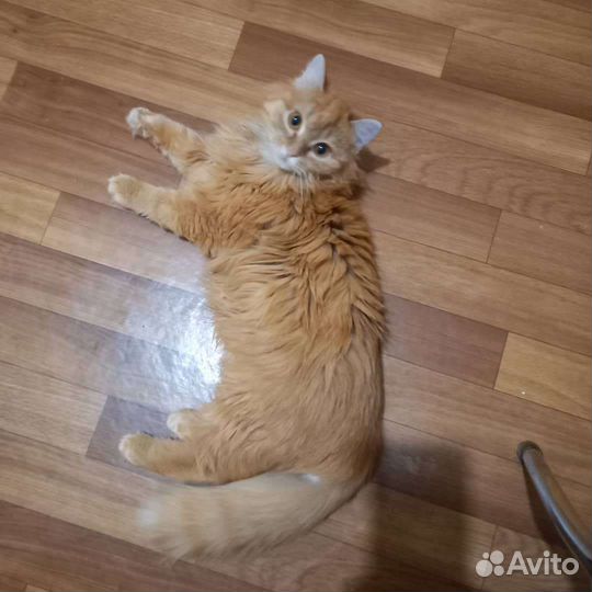 Котик подросток до года