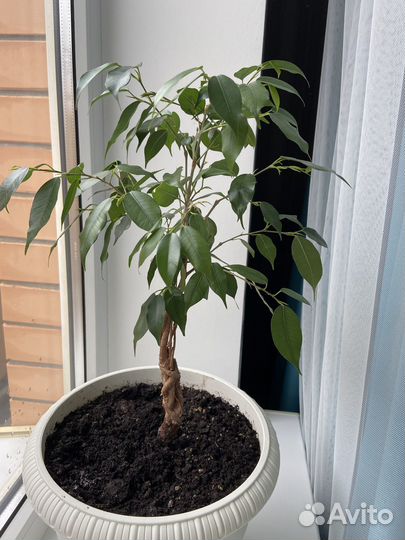 Фикус бенджамина
