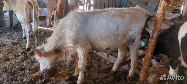 Корова, телки, бычки