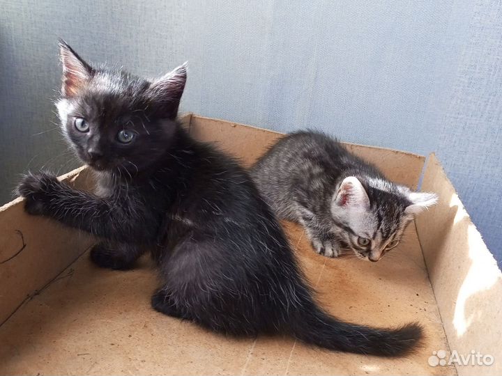 Кошки в добрые руки бесплатно