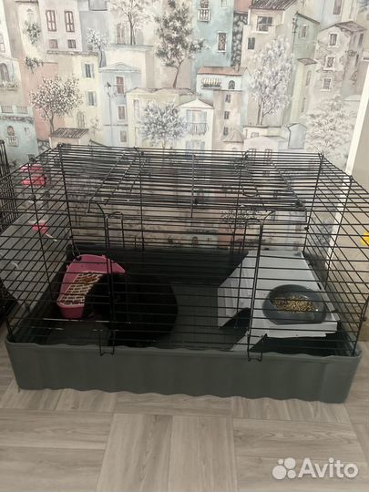 Декоративные кролики вислоухие