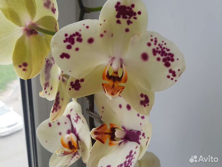 Орхидея